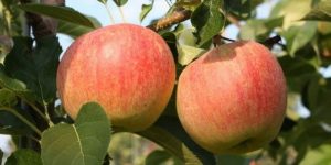 Fakta Menarik Tentang Buah Apel
